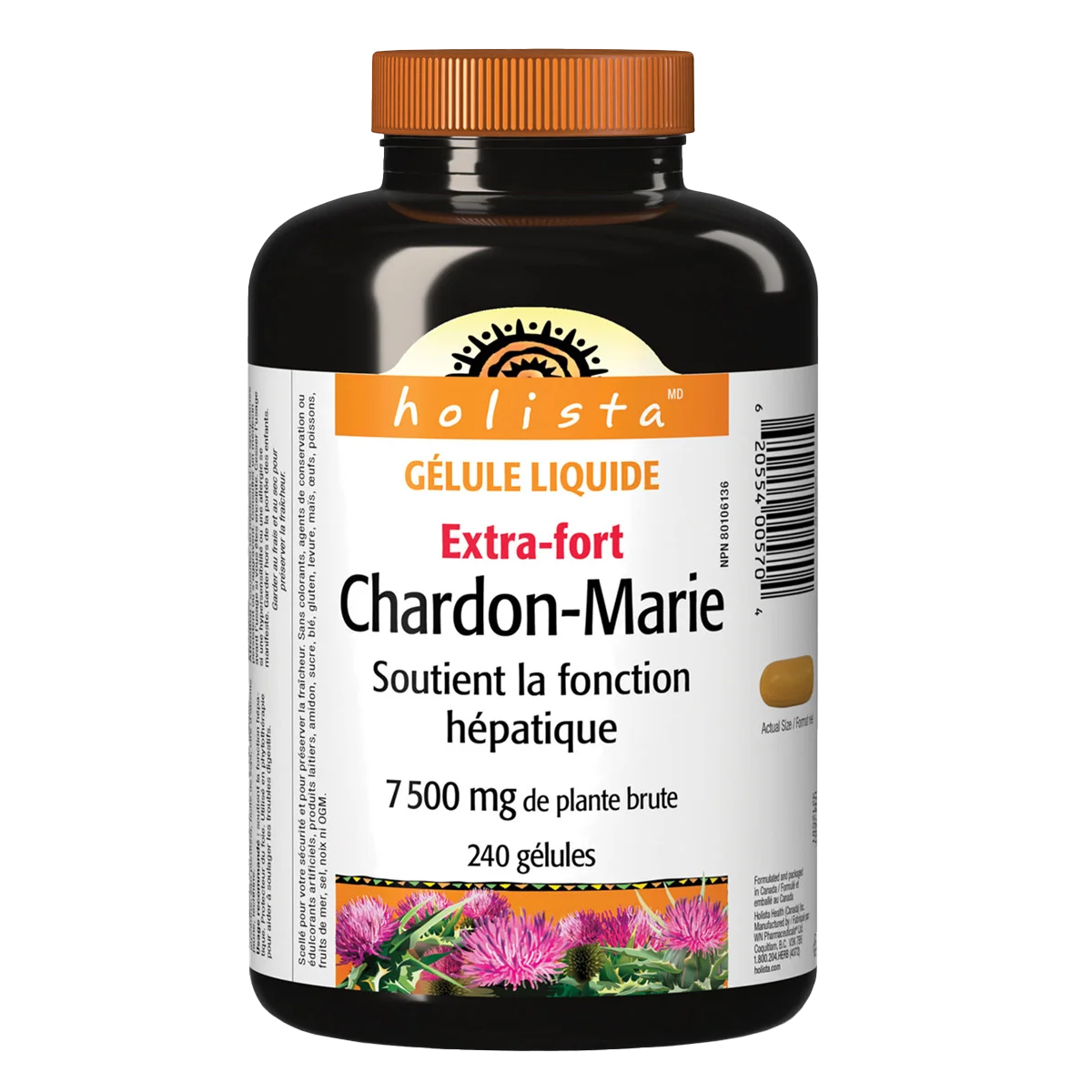 خار مریم چاردون ماری هولیستا