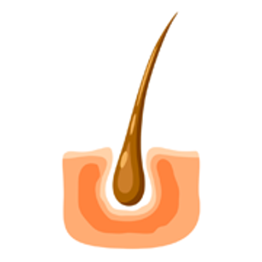 تصویر برای دسته  درمان و تقویت مو